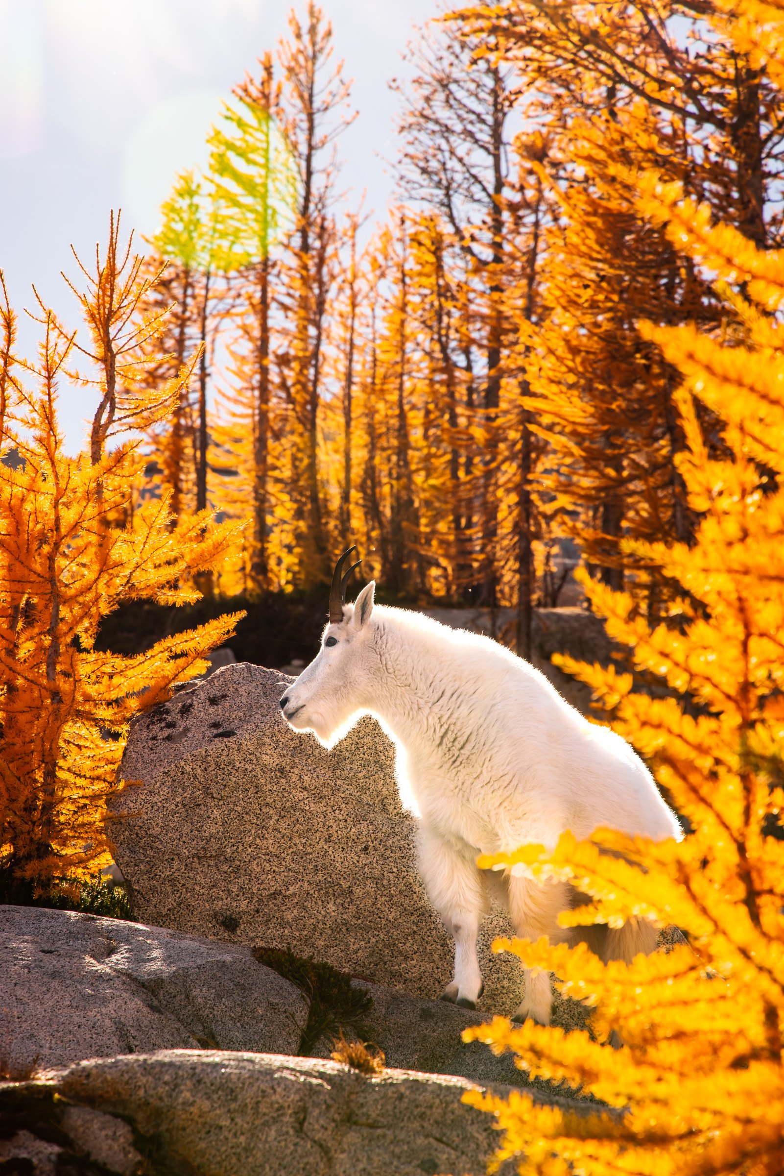Mountain goat on a granite boulder among golden larches