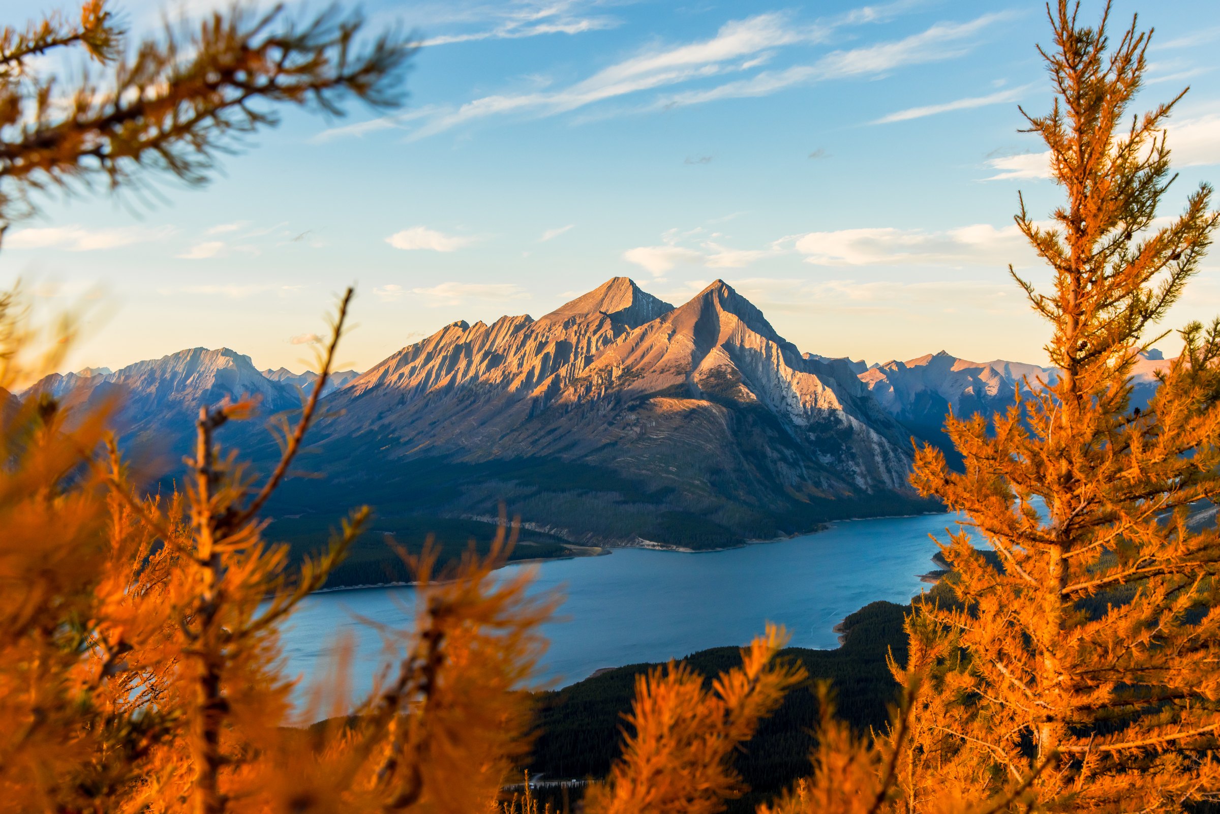 Golden larches framing a blue lake and mountains in the Canadian Rockies