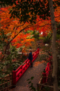 Red bridge in an autumn garden in Tokyo