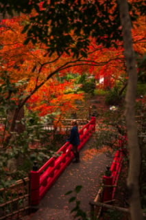 Red bridge in an autumn garden in Tokyo