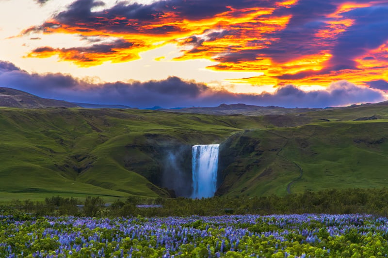 Skógafoss waterfall above purple lupine fields at sunset in Iceland