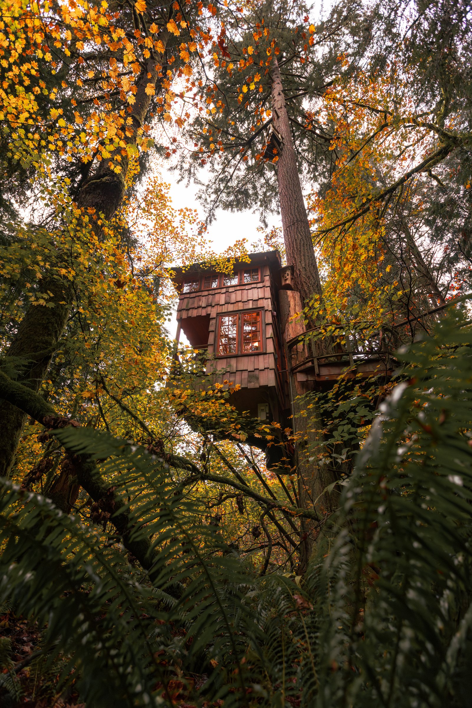 Treehouse among tall trees and ferns in autumn at TreeHouse Point