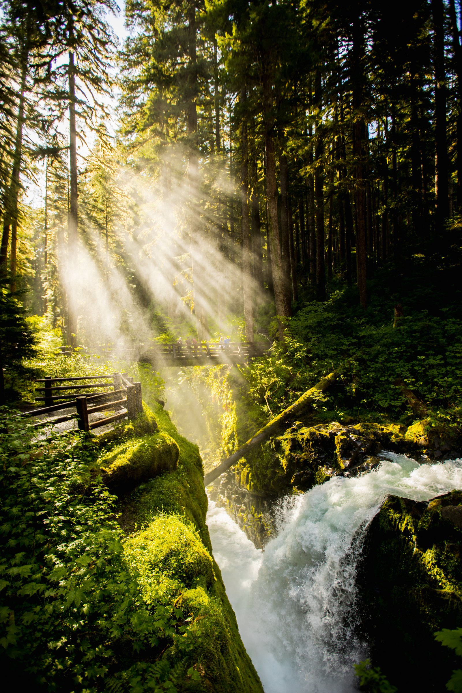 Sunbeams streaming through the forest mist above Sol Duc Falls and its footbridge, Olympic National Park