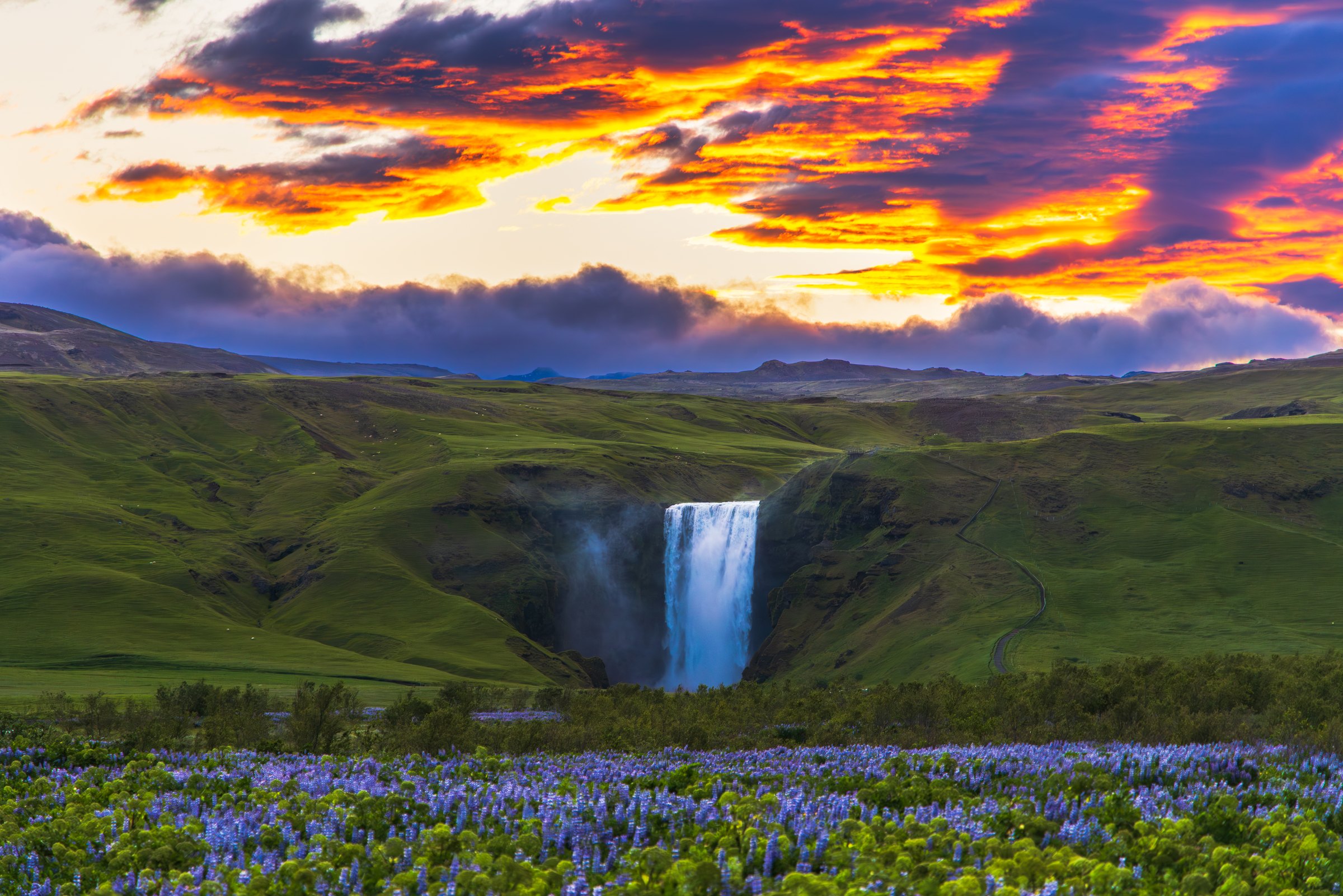 Skógafoss waterfall glowing in late midnight sun light above fields of purple lupines in Iceland