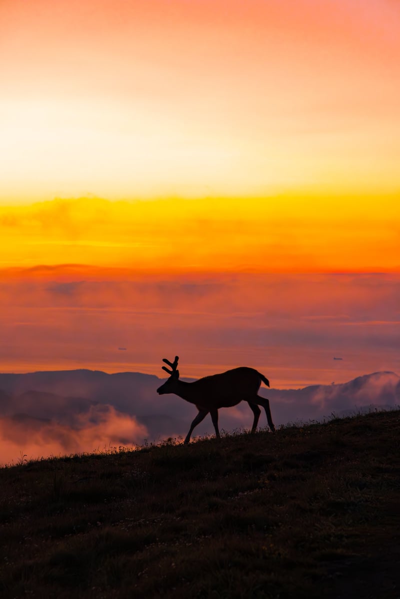 Deer silhouetted above a sea of clouds at sunset in Olympic National Park